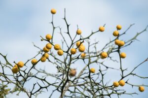 目の周りの乾燥を防ぐためにワセリンは効果的ですか？