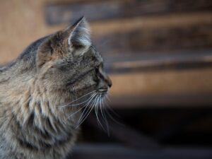 20代女性におすすめのCICA製品で乾燥敏感肌を改善する方法は？