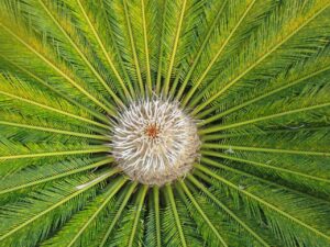 20代女性におすすめのCICAで粉吹き乾燥を改善する方法は？